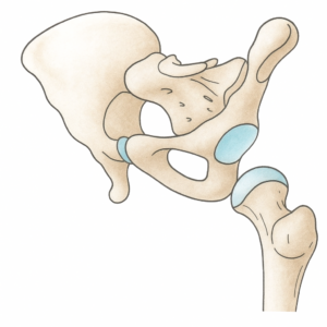 Illustrazione anatomica dell'articolazione dell'anca